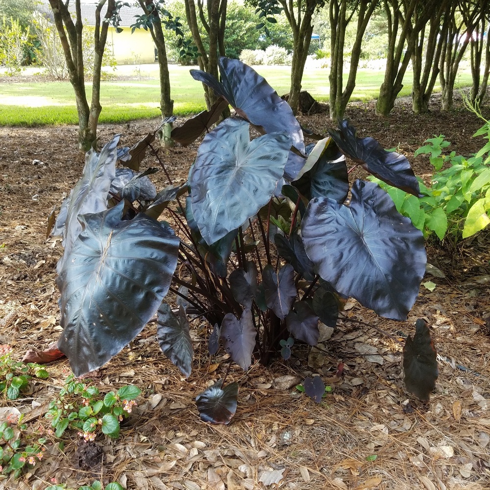 Meet your Posher, Jessie